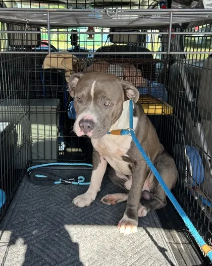 Stray-W Romeo Lane-Dunnellon-A