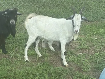 Goat