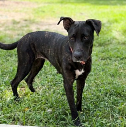 Ashley - Off-Site Foster 6/26