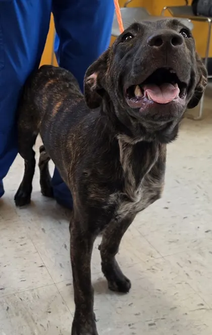 Stray Beverly Hills Avail 8/14