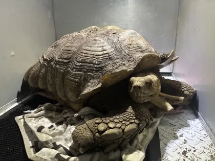 Tortoise