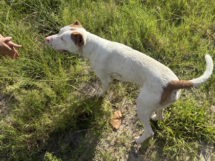 Stray/ S Florida Ave/ Availabl