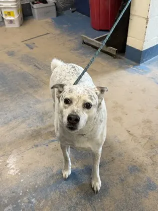 Stray-Lulu- E Deer Ln Ava 10/9