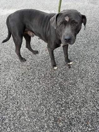 Stray / Turkey Oak / 09/01/26