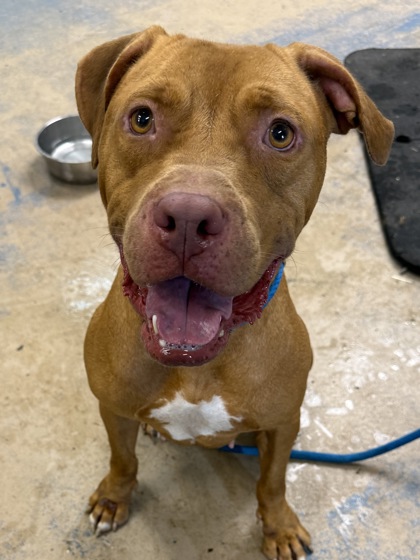 Stray/ W Deer Trail Ln/ Avail