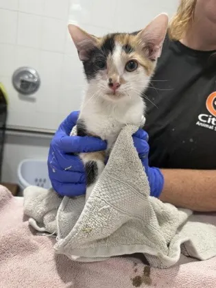 Callie
