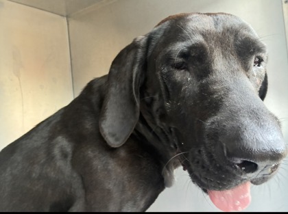 Stray/S Pleasant Grove Rd/E Ar