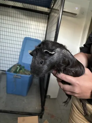 Guinea Pig 9