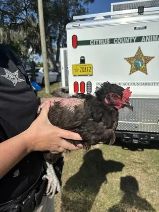 Chicken 30