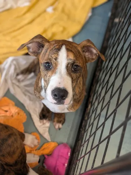 Stray- W Avacado St- Avail 8/5