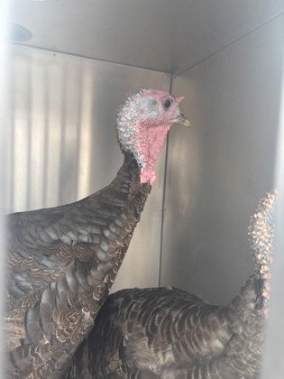 Turkey 2