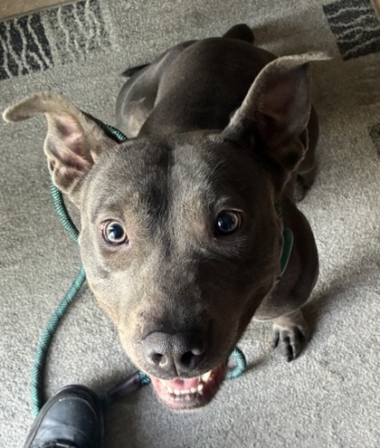 Stray/N Eisenhower Ave/E Rocke