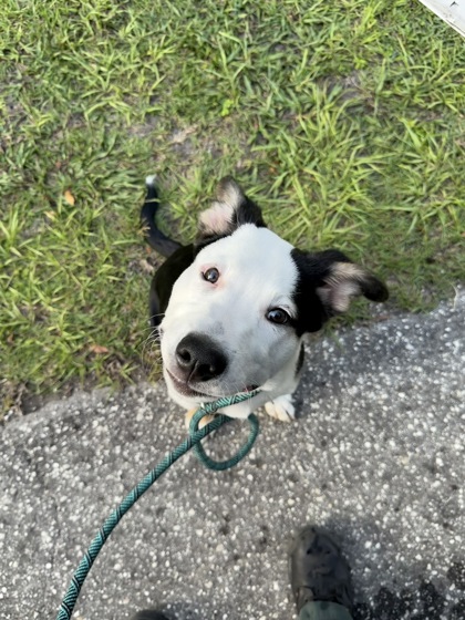 Adoptable Dog
