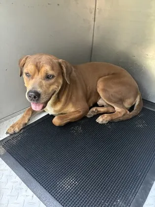 Staray/ Turkey Poak Dr/ Availa