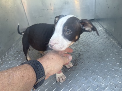 Pup1/ Glen St/ Available