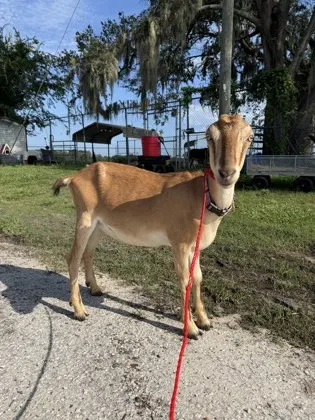 Camel