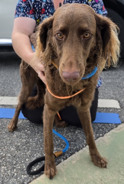 Stray Overview Dr Avail 7/22
