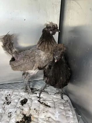 Chicken 22