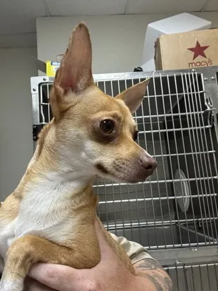 Chloe