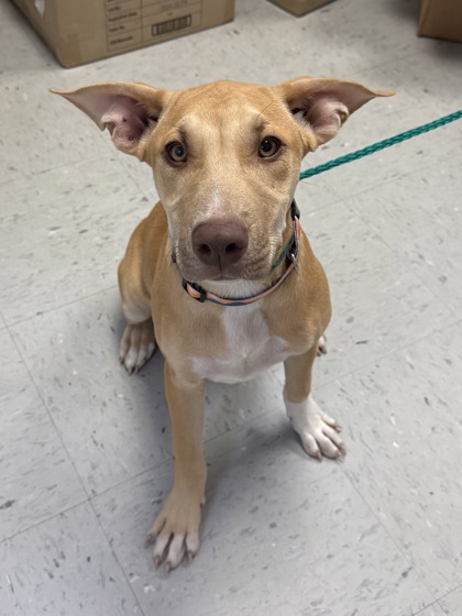 "Nowaitlist"Stray/W Oaklawn St