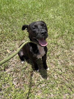 Stray-W Beach Plum Dr. Ava.7/1