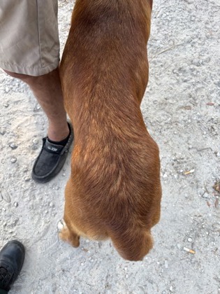 Milo