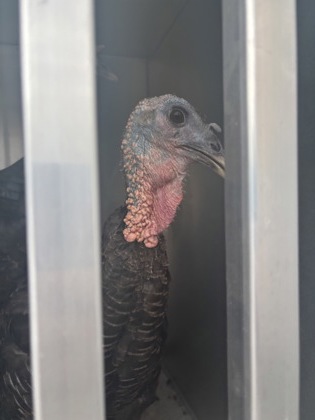 Turkey 1