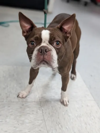 Stray "Coco"/E Ming Ct/Avail 7