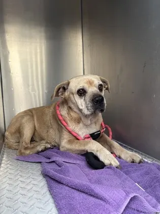 Stray - W Oaklawn - Avail 8/27