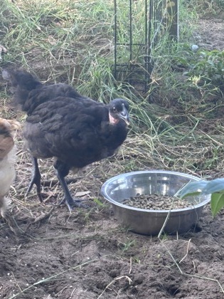 Chick 4