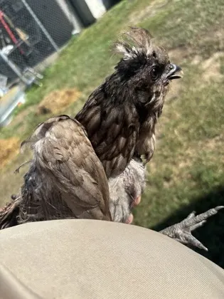 Chicken 25