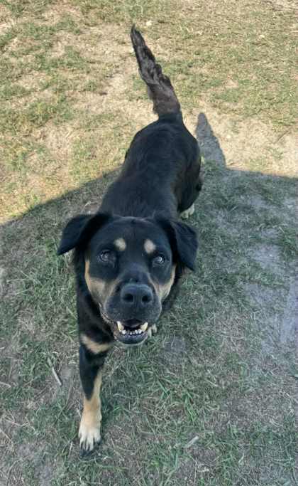 Stray"Kimber"Venable-Crystal R