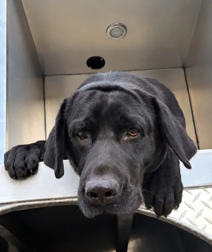 Stray/W Dunnellon Rd/Avail 10/