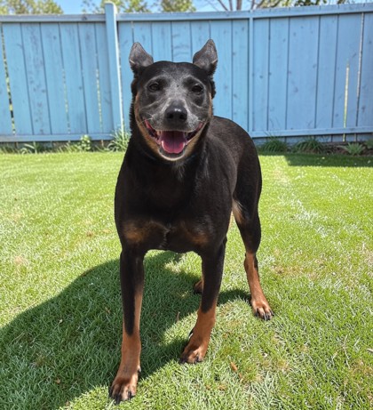 Stray-N Dunkenfield-C.R.-No Wa
