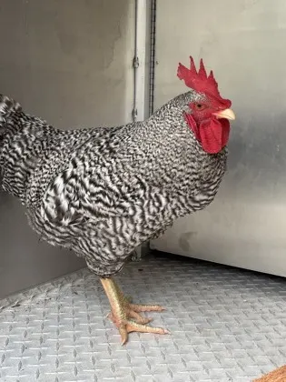 Rooster