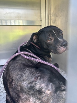 Stray - "Mocha" - W Eunice Dr