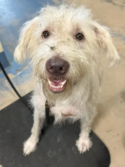 Stray/S Memorial Dr/Avail 10/0