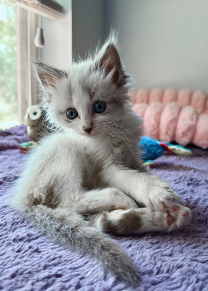 White Claw