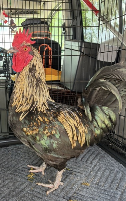Rooster