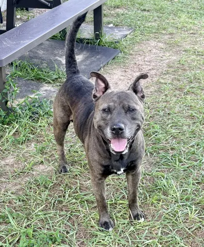 Stray*Anubis*/Hwy 41 & Dollar