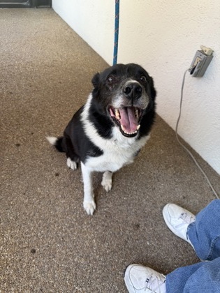 Stray- Cabot St. Ava7/15