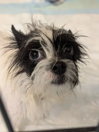 Stray/Plum St/Avail 10/27