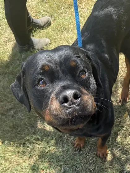 Stray "Bubba"/ S Adams St Avai