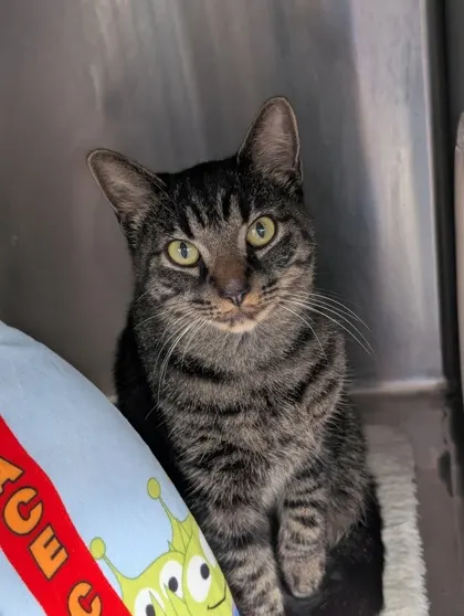 No Wl- Stray Linden St 11/4