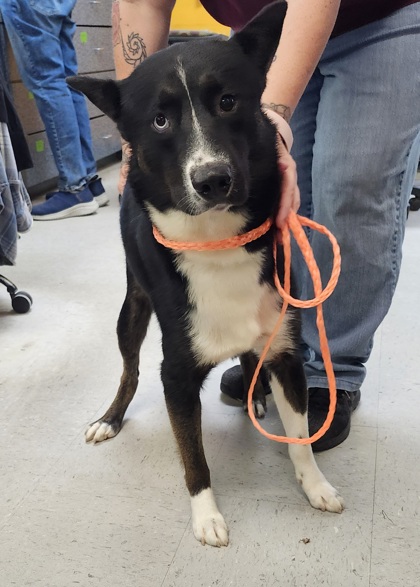 Stray/E Rosco Court/Avail 6/30