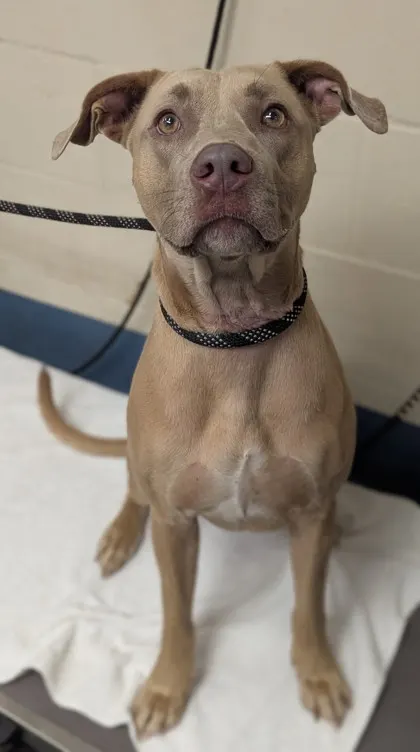 Stray "Honey"/ Riverbend Dr/ A