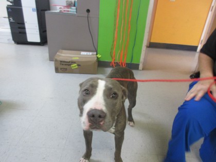 Stray/Hwy 19 & Cardinal St/Ava