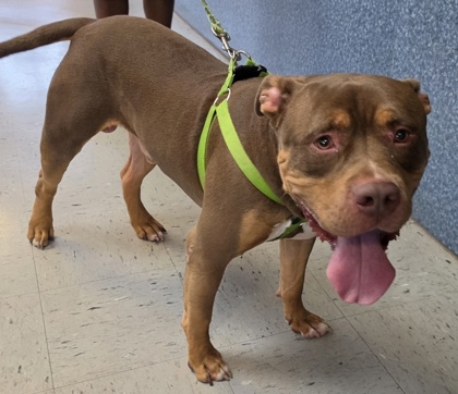 Stray Beverly Hills Avail 7/14
