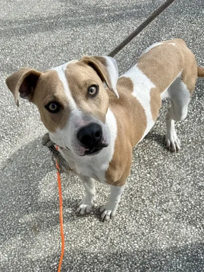 Stray Hwy 44 Avail 11/4