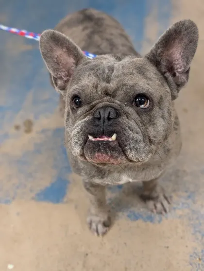 Stray/Mister/ Santos Dr Avail